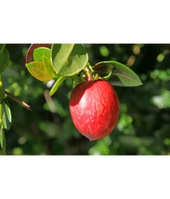 Natalpflaume -Gartenbedarfs Geschäft 7719107 PR MO 011 NatalpflaumeCarissaGrandiflora123rf