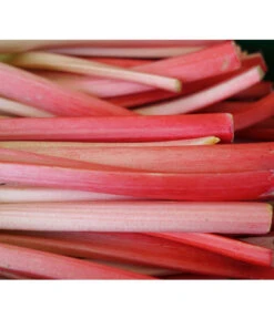 Rhabarber 'Livingstone'