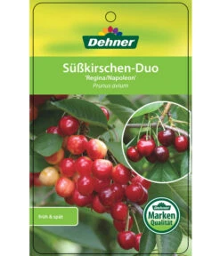 Kirschen-Duo 'Regina/Napoleon' -Gartenbedarfs Geschäft 7738792 Suesskirschen DuoReginaNapoleon Etikett 1
