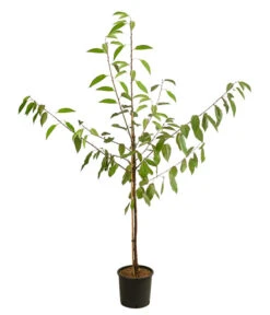 Kirschen-Duo 'Regina/Napoleon' -Gartenbedarfs Geschäft 7738792 WE FS 001 PrunusKirscheDuoReginaNapoleon