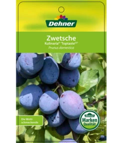 Zwetschge 'Kulinaria-Toptaste' -Gartenbedarfs Geschäft 7763881 ZwetscheKulinariaToptaste Etikett 1