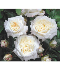 Edelrosen-Mix 'Nostalgie®' -Gartenbedarfs Geschäft 7800063 BildD 001 EdelrosenNostalgieMixNostalgieRosenTantauRet