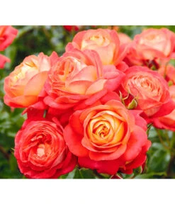 Edelrosen-Mix 'Nostalgie®' -Gartenbedarfs Geschäft 7800063 BildD 005 EdelrosenNostalgieMixNostalgieRosenTantauRet