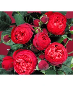 Edelrosen-Mix 'Nostalgie®' -Gartenbedarfs Geschäft 7800063 BildD 007 EdelrosenNostalgieMixNostalgieRosenTantauRet