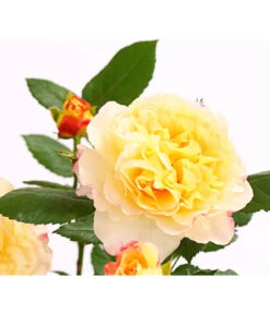 Edelrosen-Mix 'Nostalgie®' -Gartenbedarfs Geschäft 7800063 PR DE 001 NostalgieRosen6LiterEdelroseAquarellDehnerExpressHerzig