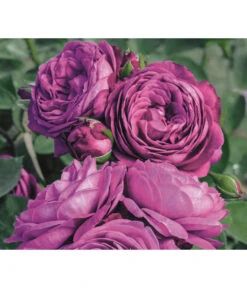 Edelrosen-Mix 'Nostalgie®' -Gartenbedarfs Geschäft 7800063 PR MO 001 RoseHeidiKlumRosenTantauRet