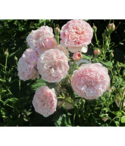 Kletterrose 'Divina'