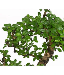 Bonsai Fukientee - Carmona Microphylla, 12-15 Jahre -Gartenbedarfs Geschäft 7976996 WE DE 001 BonsaiFukienteeCarmonaMicrophyllaBis15JahreDehnerExpressHerzig2