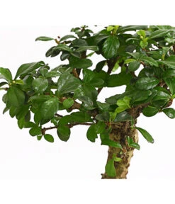 Bonsai Fukientee - Carmona Microphylla, Kugelförmig, 6 Jahre -Gartenbedarfs Geschäft 7977036 WE DE 001 BonsaiFukienteeCarmonaMicrophylla6JahreKugelformDehnerExpressHerzig