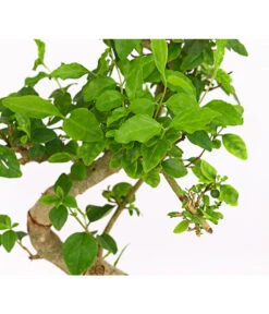 Bonsai Chinesischer Liguster - Ligustrum Sinensis, Anfänger-Set -Gartenbedarfs Geschäft 7977069 WE DE 001 GeschenksetBonsaiChinesischerLigusterLigustrumSinensis6JahreDehnerExpressHerzig