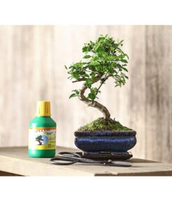 Bonsai Chinesischer Liguster - Ligustrum Sinensis, Anfänger-Set -Gartenbedarfs Geschäft 7977069 WE MO 001 GeschenksetBonsaiChinesischerLigusterLigustrumSinensis6JahreDehnerExpressHerzig