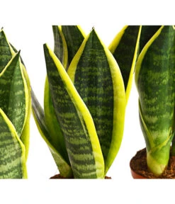 Bogenhanf - Sansevieria Trifasciata, 3er-Set -Gartenbedarfs Geschäft 7977713 PR DE 001 SansevieriaTrifasciataBogenhanf3erSetT9StreckeDehnerExpressHerzig