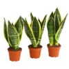 Bogenhanf - Sansevieria Trifasciata, 3er-Set
