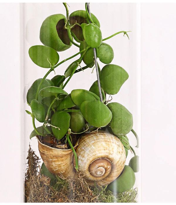 Schneckenhauspflanze Im Glas - Dischidia Pectinoides 'Snaily' 3 Schneckenhauspflanze Im Glas - Dischidia Pectinoides 'Snaily' – Bild 3