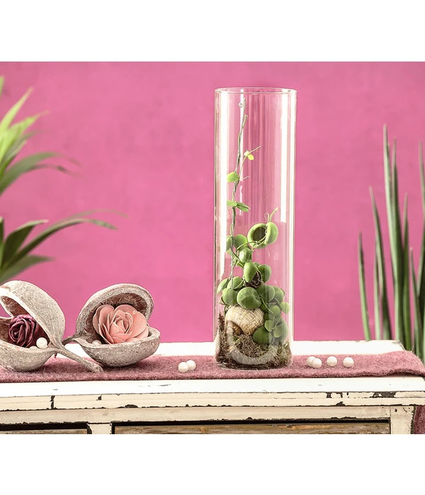 Schneckenhauspflanze Im Glas - Dischidia Pectinoides 'Snaily' 2 Schneckenhauspflanze Im Glas - Dischidia Pectinoides 'Snaily' – Bild 2