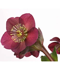 Schneerose 'Ice N' Roses® Red' - Helleborus Gold Collection® -Gartenbedarfs Geschäft 8010969 WE DE 001 HelleborusWeinrotDehnerExpressHerzig