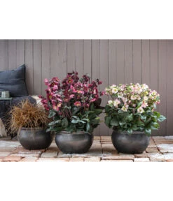 Schneerose 'Ice N' Roses® Red' - Helleborus Gold Collection® -Gartenbedarfs Geschäft 8028011 8010969 8044331 WE MO 001 HelleborusLenzroseChristroseBL17