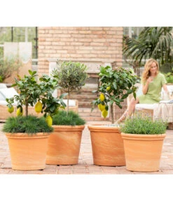 Spang Terrakotta-Topf Toscana, Rund -Gartenbedarfs Geschäft 8037780 7120942 8092108 3697612 WE MO 001 SpaetsommerTerrasseCitrusOliveLavandulaFestuca