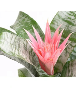 Lanzenrosette - Aechmea Fasciata -Gartenbedarfs Geschäft 8200636 WE DE 001 LanzenrosetteAechmeaPrimeraT15DehnerExpressHerzig