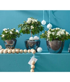 Zimmerazalee - Rhododendron Simsii, Stämmchen -Gartenbedarfs Geschäft 8205148 8205171 8205379 82005148 PR MO 020 AzaleenAzaleaT12UveSauer