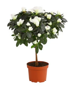 Zimmerazalee - Rhododendron Simsii, Stämmchen -Gartenbedarfs Geschäft 8205171 PR FS 003 AzaleeAzaleaStammT13DehnerExpressHerzig