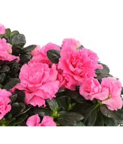 Zimmerazalee - Rhododendron Simsii, Stämmchen -Gartenbedarfs Geschäft 8205171 WE DE 001 AzaleeAzaleaStammT13DehnerExpressHerzig