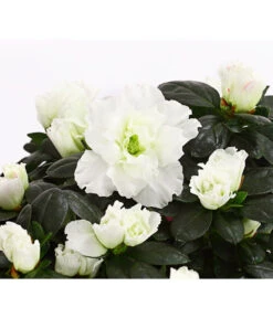 Zimmerazalee - Rhododendron Simsii, Stämmchen -Gartenbedarfs Geschäft 8205171 WE DE 003 AzaleeAzaleaStammT13DehnerExpressHerzig