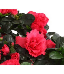 Zimmerazalee - Rhododendron Simsii, Stämmchen -Gartenbedarfs Geschäft 8205171 WE DE 004 AzaleeAzaleaStammT13DehnerExpressHerzig