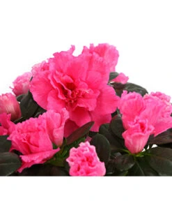 Zimmerazalee - Rhododendron Simsii, Stämmchen -Gartenbedarfs Geschäft 8205171 WE DE 005 AzaleeAzaleaStammT13DehnerExpressHerzig