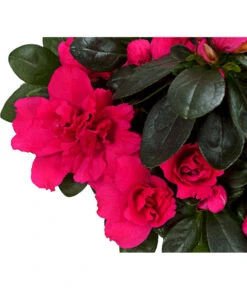 Zimmerazalee - Rhododendron Simsii, Stämmchen -Gartenbedarfs Geschäft 8205171 WE DE 02 AzaleeAzaleaStammT13DehnerExpressHerzig