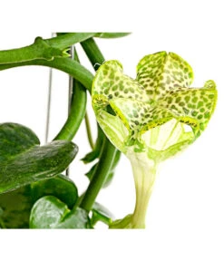 Kletternde Leuchterblume - Ceropegia Sandersonii, Säule -Gartenbedarfs Geschäft 8212193 PR DE 001 CeropegiaSandersoniiFallschirmblumeT12DehnerExpressHerzig