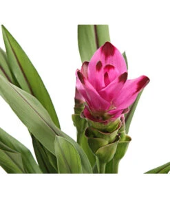 Indische Safranwurz - Curcuma Alismatifolia 7 Indische Safranwurz - Curcuma Alismatifolia -Gartenbedarfs Geschäft 8217341 PR DE 001 CurcumaSarletLilaT15DehnerExpressHerzig