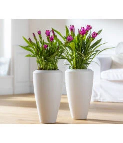 Indische Safranwurz - Curcuma Alismatifolia 6 Indische Safranwurz - Curcuma Alismatifolia -Gartenbedarfs Geschäft 8217341 WE MO 001 Curcuma2021GC08