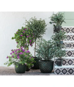 Kreuzblume, Stämmchen -Gartenbedarfs Geschäft 8225948 8591000 8591125 6705461 WE MO 001 PolygalaEucalyptus