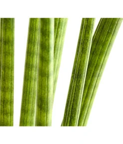 Bogenhanf - Sansevieria Cylindrica 'Straight' -Gartenbedarfs Geschäft 8241127 PR DE 001 SansevieriaCylindricaBogenhanfT17DehnerExpressHerzig