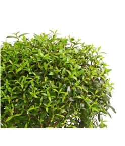 Brautmyrte, Stämmchen -Gartenbedarfs Geschäft 8244626 PR WE 001 MyrtusStammDehnerExpressHerzig