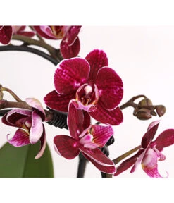 Midi Schmetterlingsorchidee - Phalaenopsis Cultivars, Zweitriebig, Verschiedene Sorten -Gartenbedarfs Geschäft 8245052 PR DE 001 PhalaenposisHybrideT9DehnerExpressHerzig