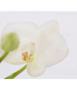 Midi Schmetterlingsorchidee - Phalaenopsis Cultivars, Zweitriebig, Verschiedene Sorten -Gartenbedarfs Geschäft 8245052 PR DE 001 PhalaenposisHybrideT9MidiOrchideeDehnerExpressZS