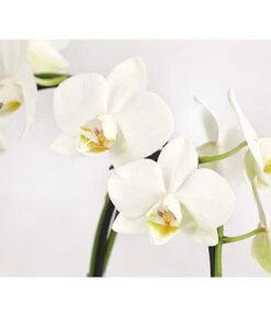 Midi Schmetterlingsorchidee - Phalaenopsis Cultivars, Zweitriebig, Verschiedene Sorten -Gartenbedarfs Geschäft 8245052 PR DE 002 PhalaenposisHybrideT9DehnerExpressHerzig