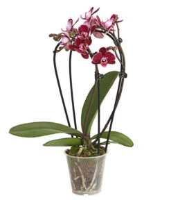 Midi Schmetterlingsorchidee - Phalaenopsis Cultivars, Zweitriebig, Verschiedene Sorten -Gartenbedarfs Geschäft 8245052 PR FS 001 PhalaenposisHybrideT9DehnerExpressHerzig