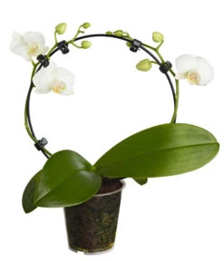 Midi Schmetterlingsorchidee - Phalaenopsis Cultivars, Zweitriebig, Verschiedene Sorten -Gartenbedarfs Geschäft 8245052 PR FS 001 PhalaenposisHybrideT9MidiOrchideeDehnerExpressZS