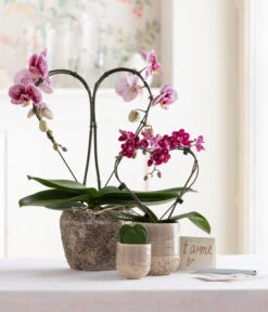 Midi Schmetterlingsorchidee - Phalaenopsis Cultivars, Zweitriebig, Verschiedene Sorten -Gartenbedarfs Geschäft 8245052 WE MO 001 SchmetterlingsorchideeMidi