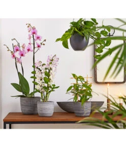 Vanille-Orchidee - Vanilla Planifolia -Gartenbedarfs Geschäft 8250045 8251399 8250045 825153 PR MO 001 Orchideen02BL20