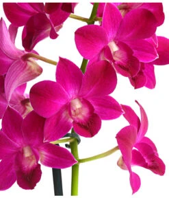 Dendrobium - Dendrobium Cultivaris, Verschiedene Sorten -Gartenbedarfs Geschäft 8250771 WE DE 001 DendrobiumSonderfarbenT12DehnerExpressHerzig