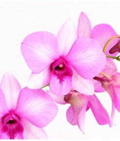 Dendrobium - Dendrobium Cultivaris, Verschiedene Sorten -Gartenbedarfs Geschäft 8250771 WE DE 002 DendrobiumSonderfarbenT12DehnerExpressHerzig