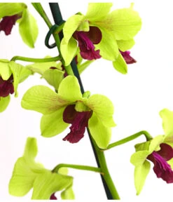 Dendrobium - Dendrobium Cultivaris, Verschiedene Sorten -Gartenbedarfs Geschäft 8250771 WE DE 003 DendrobiumSonderfarbenT12DehnerExpressHerzig