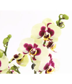 Schmetterlingsorchidee - Phalaenopsis Cultivars, Sonderfarben -Gartenbedarfs Geschäft 8253213 WE DE 001 SchmetterlingsorchideePhalaneopsisPanda2TrieberT12OWDehnerExpressHerzig