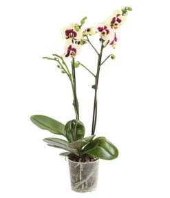 Schmetterlingsorchidee - Phalaenopsis Cultivars, Sonderfarben -Gartenbedarfs Geschäft 8253213 WE FS 001 SchmetterlingsorchideePhalaneopsisPanda2TrieberT12DehnerExpressHerzig