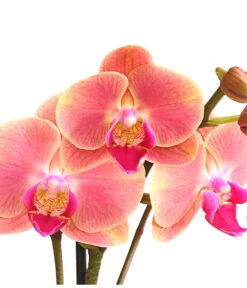 Schmetterlingsorchidee - Phalaenopsis Cultivars, Sonderfarben -Gartenbedarfs Geschäft 8253726 WE DE 001 SchmetterlingsorchideePhalaenopsisMarigold2TrieberDehnerExpressHerzig