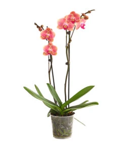 Schmetterlingsorchidee - Phalaenopsis Cultivars, Sonderfarben -Gartenbedarfs Geschäft 8253726 WE FS 001 SchmetterlingsorchideePhalaenopsisMarigold2TrieberDehnerExpressHerzig